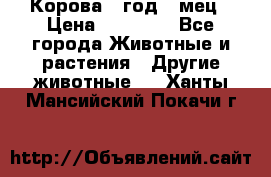 Корова 1 год 4 мец › Цена ­ 27 000 - Все города Животные и растения » Другие животные   . Ханты-Мансийский,Покачи г.